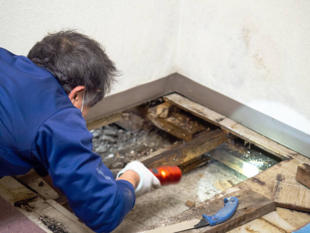 Best Attic Mold Removal  in Chestertown, MD