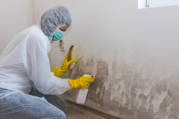 Mold Removal Process in Chestertown, MD