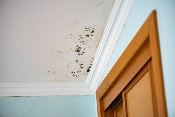 Best Mold Damage Repair  in Chestertown, MD