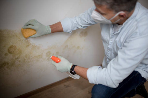 Best Mold Removal Process  in Chestertown, MD